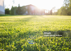 Lawn on a sunny day