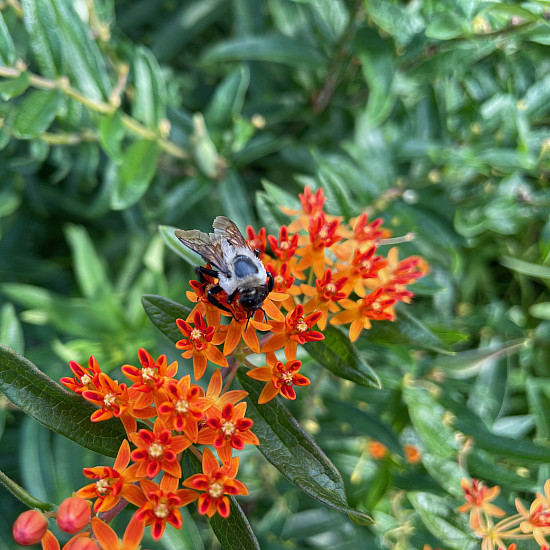 Flowers in the Purchase Native Pollinator Garden